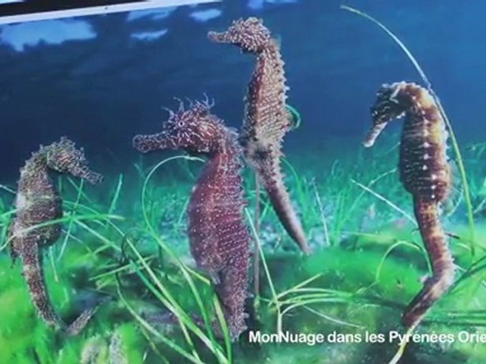 Plongée dans les Pyrénées Orientales