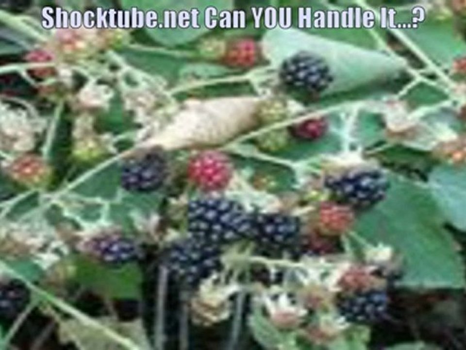 Emperor Peeter 1. - Mix your own sytrus (Emperor Peeter 1. version)