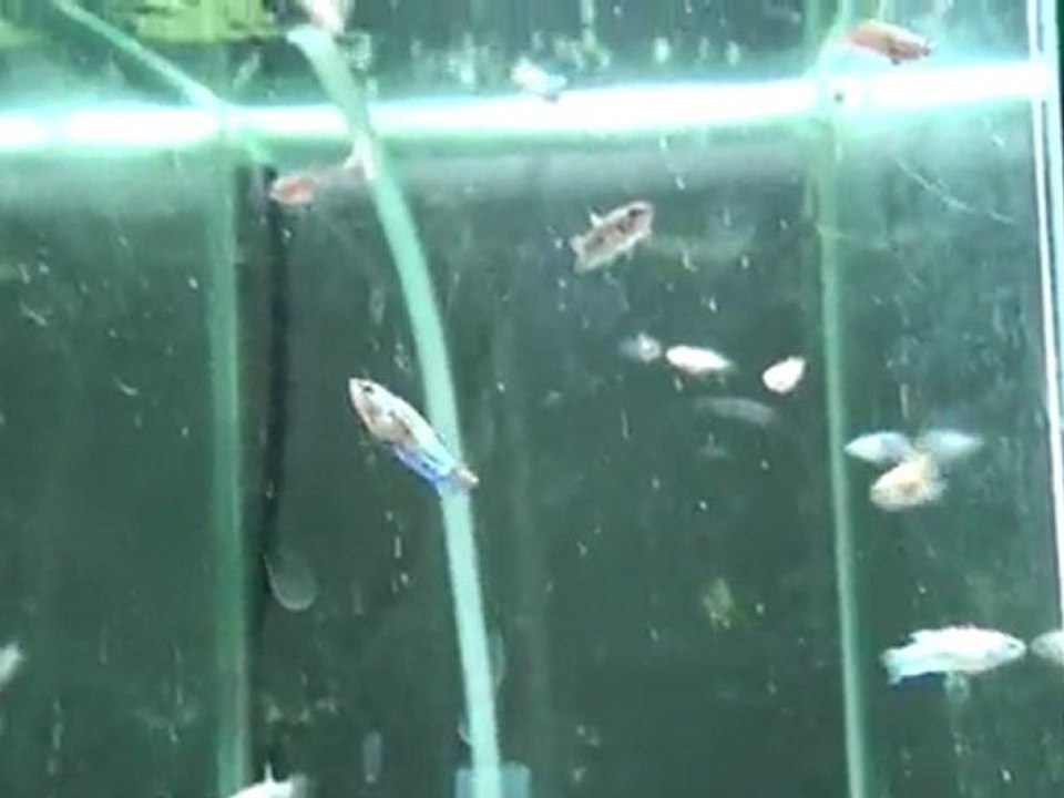 20110509173808