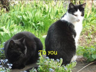 for my furbabies