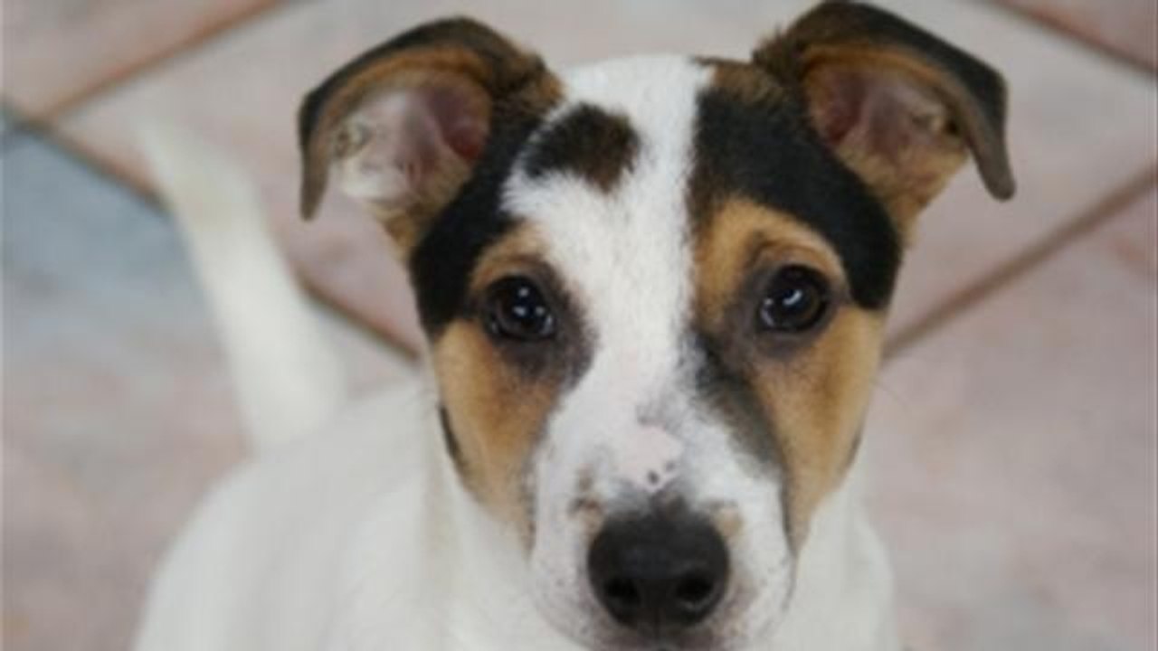 A Guide To Mastering Dog Recalls