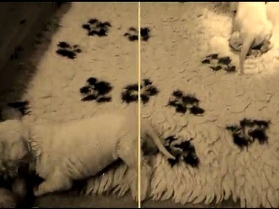 Chiots le 22-05-11