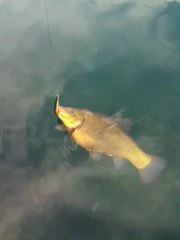 Tanche d'environ 3 kilos au Magsquad 128mm hahahahaha !!!