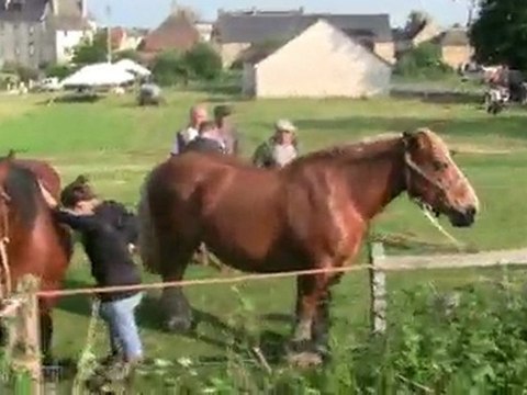 Chevaux au Concours de Mainsat (22/05/2011)