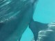 Nage avec les dauphins à l'île Maurice
