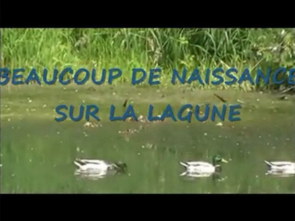 UN TOUR SUR UNE LAGUNE DU RHONE