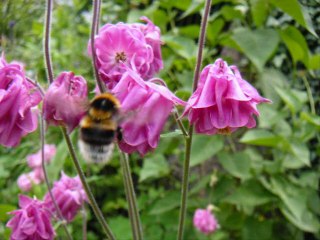 savoir voir les fleurs