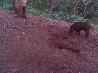 sanglier au petit matin