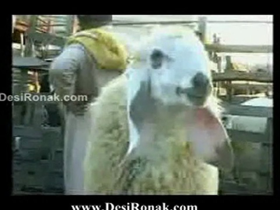 Bakra Mandi - Punjabi Totay
