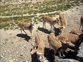 Daims Parc Tête d'Or 2