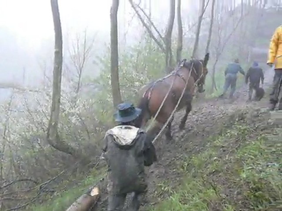 Débuscage en montée avec la mule "Jadis" au chantier école de Montdenis