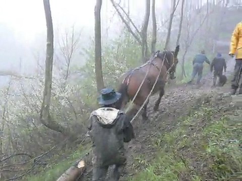 Débuscage en montée avec la mule Jadis au chantier école de Montdenis