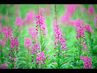 medine gülü- fethullah gülen