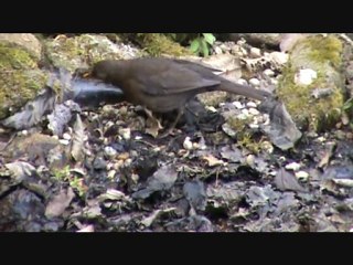 Merle femelle (Merlette)