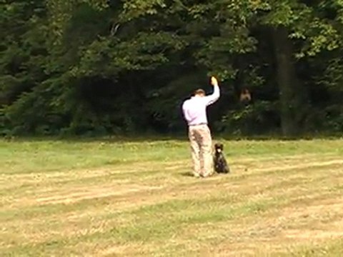 Apprentissage de l'ordre Assis à distance au sifflet et au geste du bras