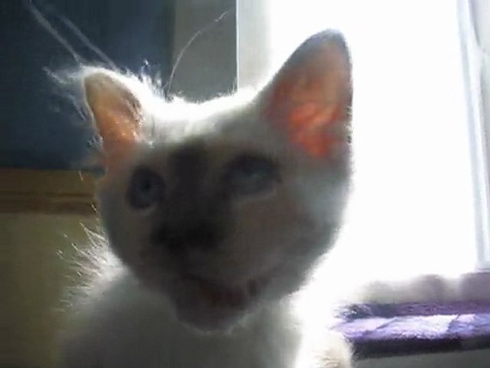 Gueule d'amour