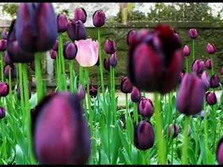 Emel Sayın--Kandilli Yüzerken Uykularda (Gece)