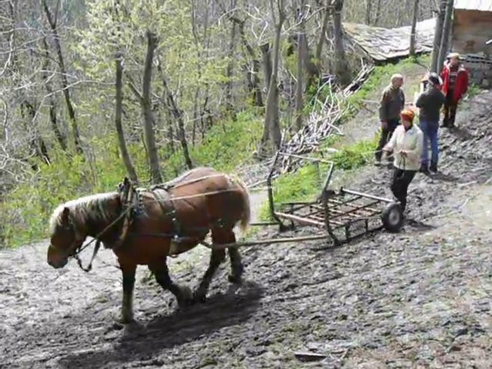 test-du-traineau-a-roues-de-debuscage-au-cheval-4
