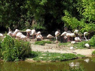 Visite Parc Tête d'Or le 21 05 11