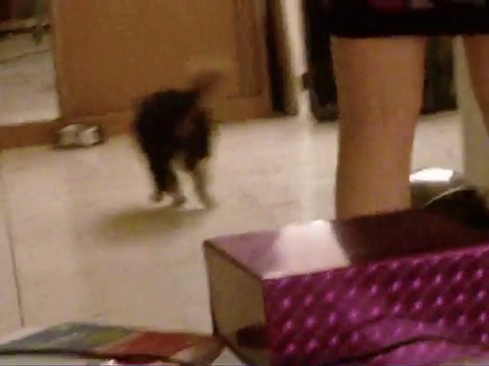 Mini Aussie  VS  Clicker