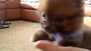 Il micro cagnolino più tenero del mondo