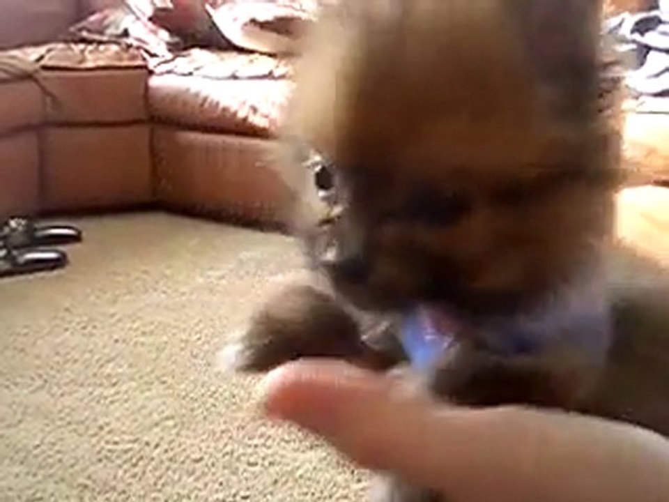 Il micro cagnolino più tenero del mondo