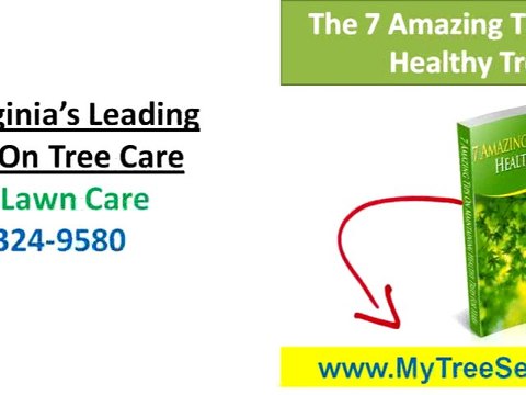 Tree Service Lexington|Find Certified Arborist Lexington VA