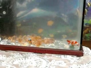 Japon Balığı Çökmesi