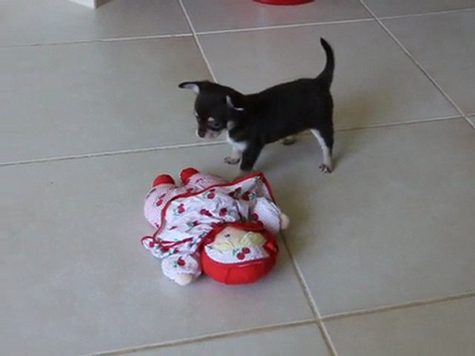 Chiots Chihuahua poil court chocolat et tan