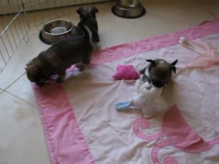 Chiots Chihuahua poil long