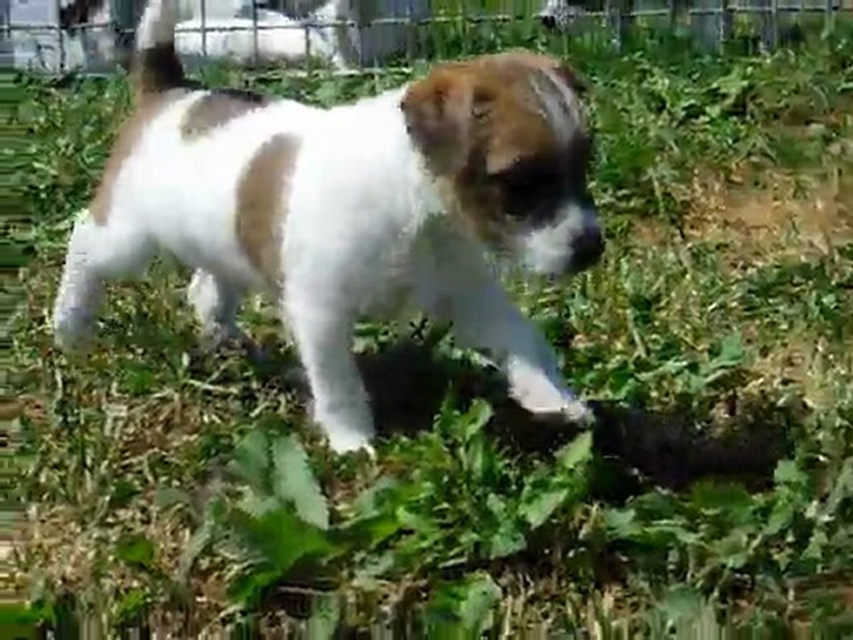 femelle fauve blanc colorée jexel