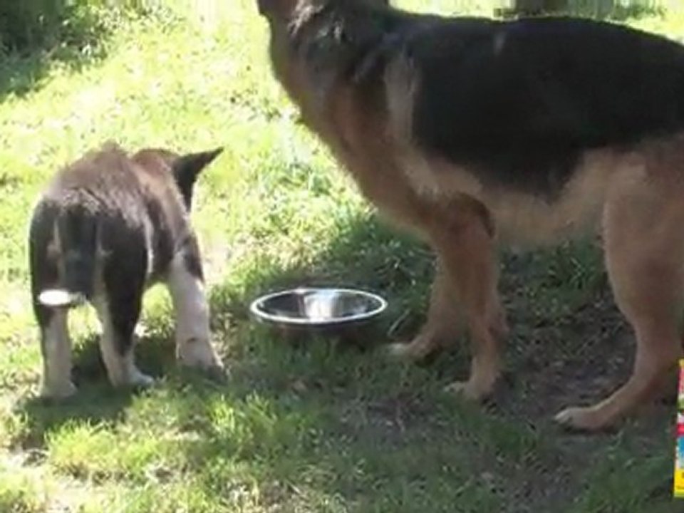 Comment gérer plusieurs chiens ?