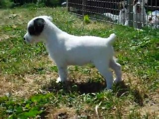 femelle tricolore cristal