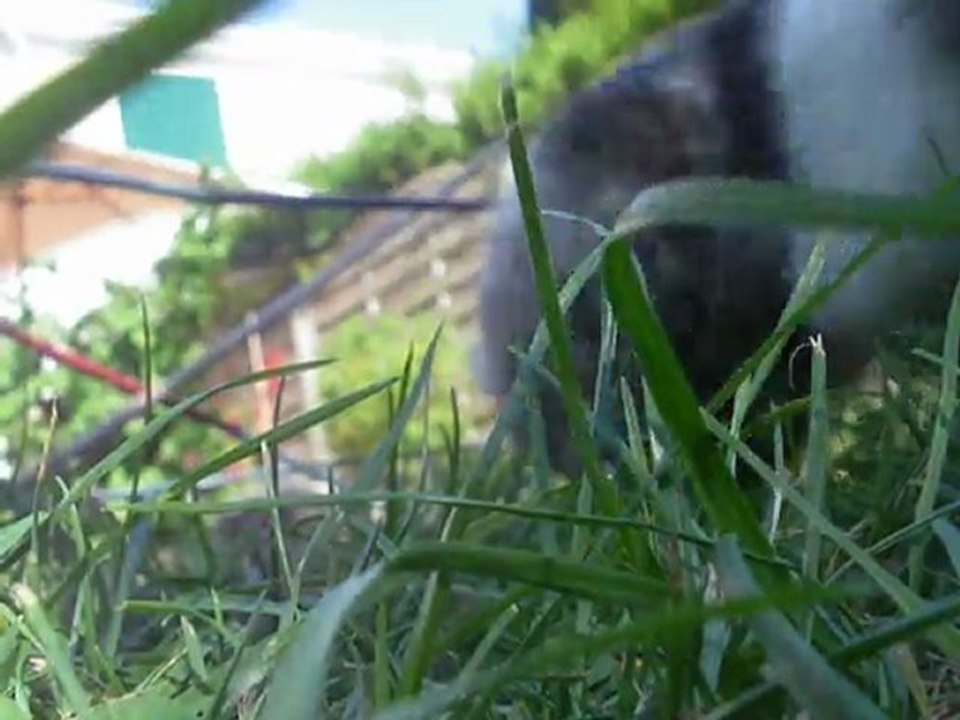 Lilou