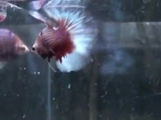 Red Dragon Butter FLY HM Erkek 1