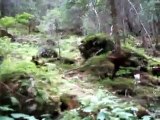 The YETI filmed accidentally - rare footage - FINAL PROOF OF ITS EXISTENCE