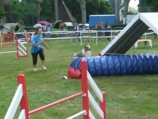 Awak Agility 1 Trophée par équipe 2011