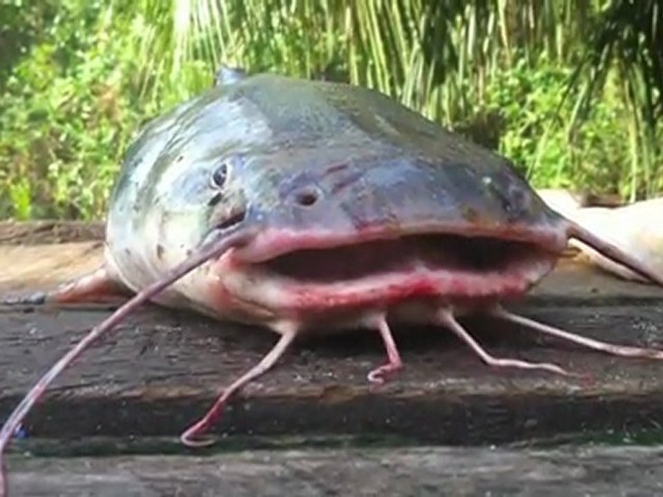poisson chat