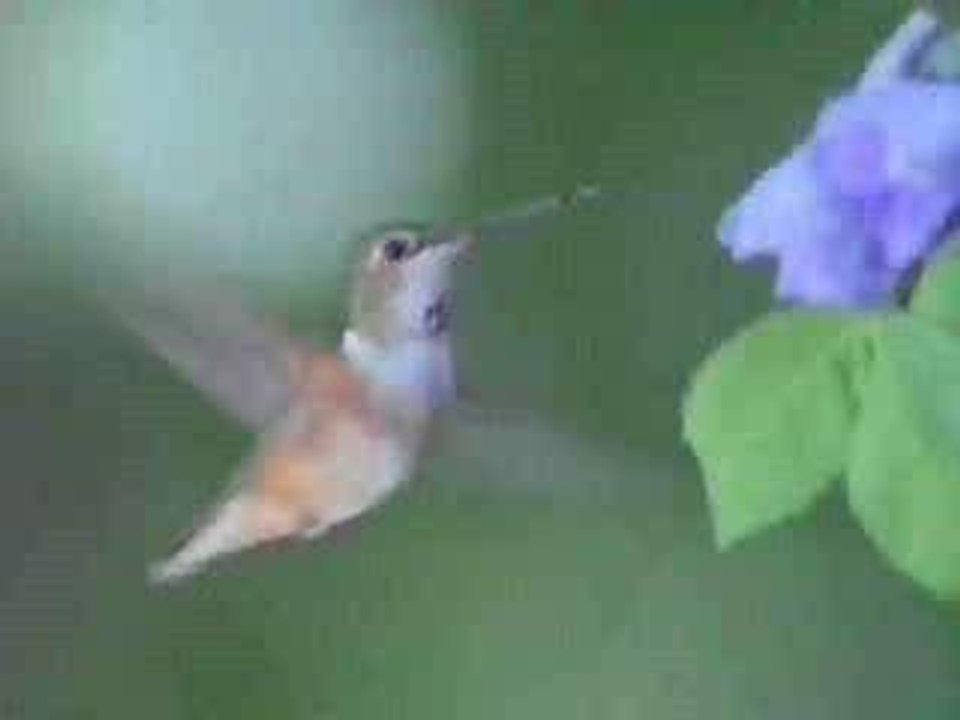 Documentaire - Colibri