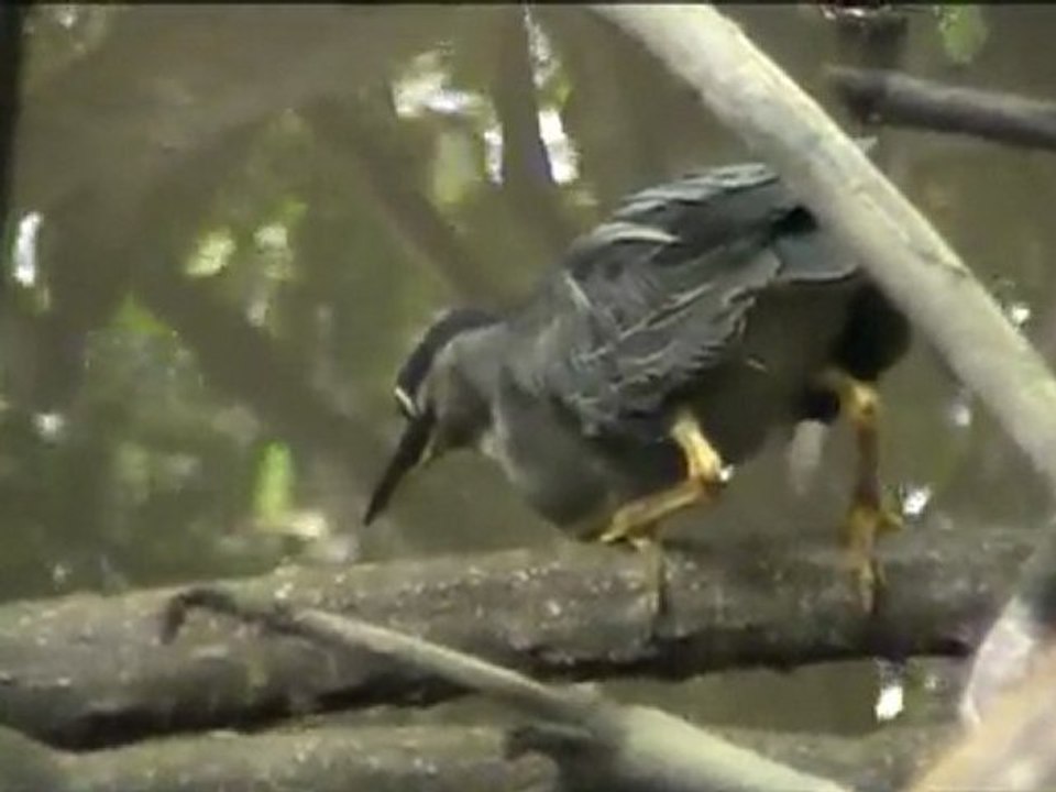 Little Heron feeding_xvid