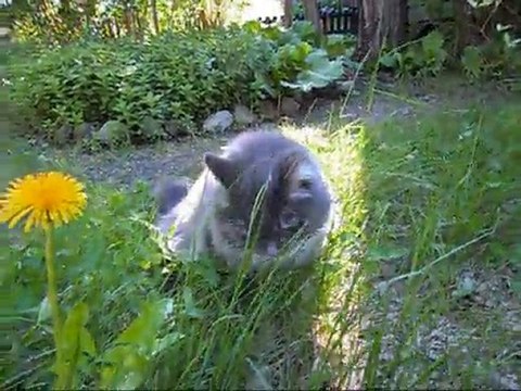 Film på Revis 23 Maj - 11. Med musik.