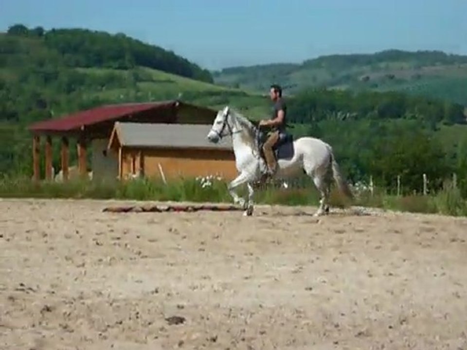 Padrillo PRE appuyer galop