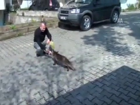 TİLKİ ''OĞUL'' SİTE SAKİNİ GİBİ...