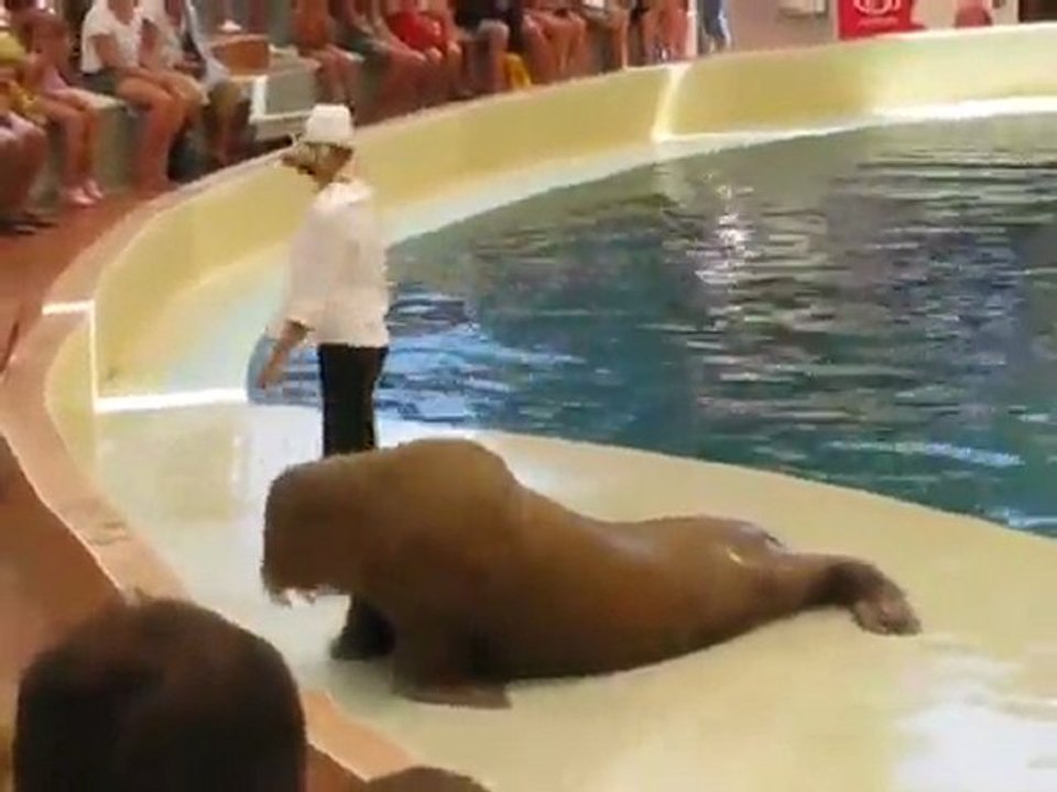 Seal Dancing on Michael Jackson Song - Blixtech.com