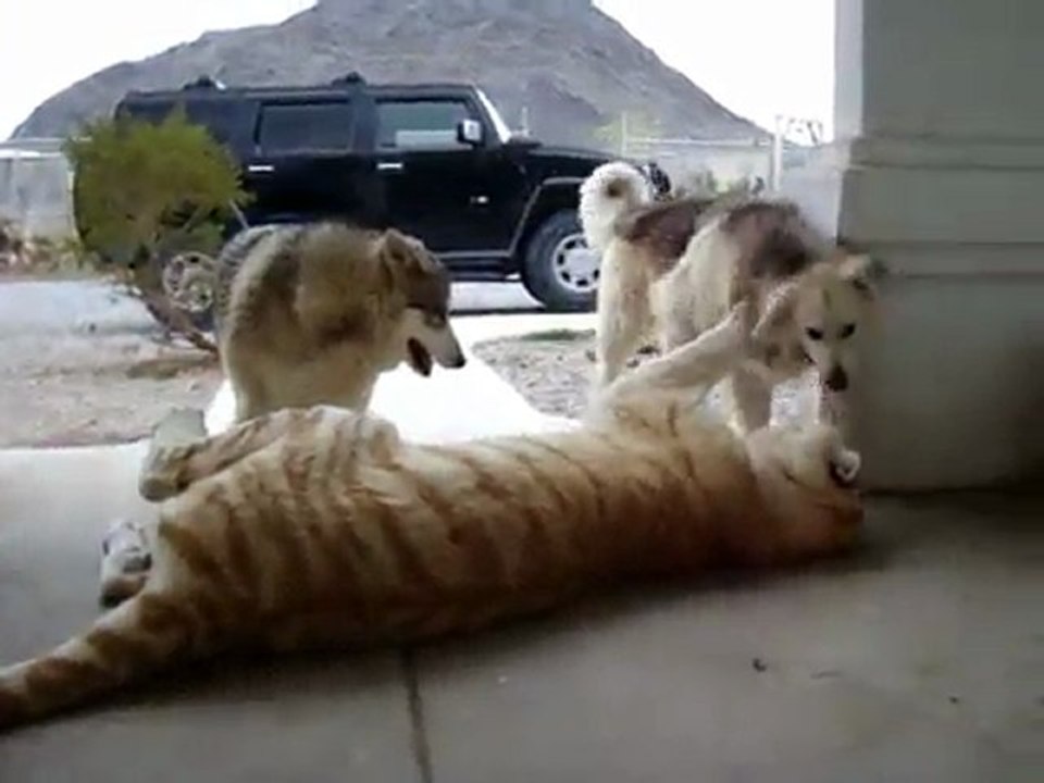 tigre-chiens