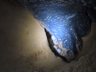 Un ponte de tortue luth en Guyane!