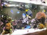 Chaos　Saltwater aquarium 0324