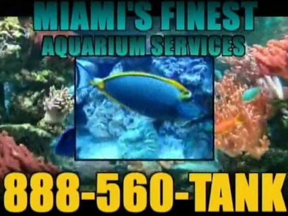 Tropical Fish, Tank Cleaning, Fish Tank Service, Miami FL video