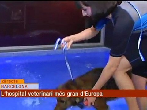 TV3 - Els matins - Cafè amb sacarina per a gossos