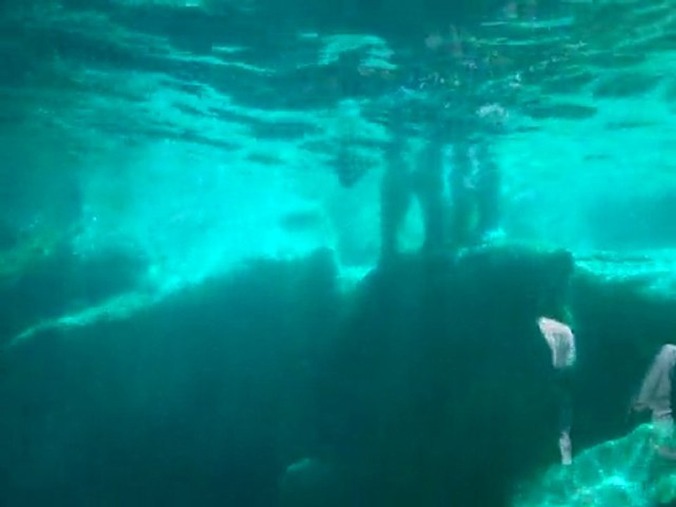 polar bear water Zoo Mai 2011